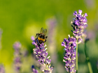 Hummel und Lavendelblüten