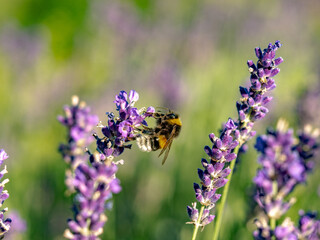 Hummel und Lavendelblüten