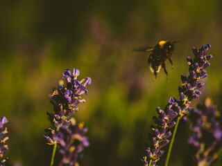 Hummel und Lavendelblüten