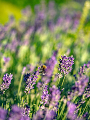 Hummel und Lavendelblüten
