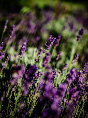 Hummel und Lavendelblüten