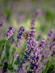 Hummel und Lavendelblüten