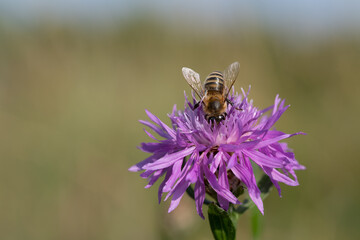 A small honey bee searches for pollen and food in a purple meadow flower. The background is light, with room for text.