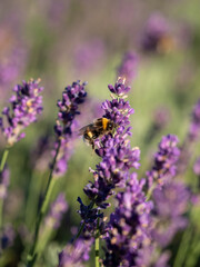 Hummel und Lavendelblüten