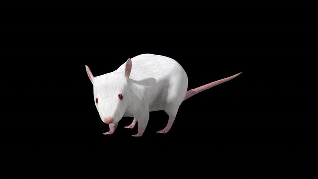 White Rat İdle Front Side View, Animation.Full HD 1920&times;1080. 12 Second Long.Transparent Alpha Video. LOOP