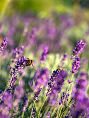 Hummel und Lavendelblüten