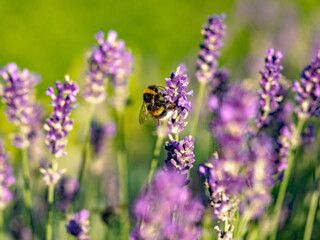 Hummel und Lavendelblüten