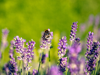 Hummel und Lavendelblüten