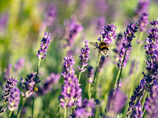 Hummel und Lavendelblüten