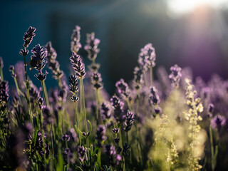 Hummel und Lavendelblüten