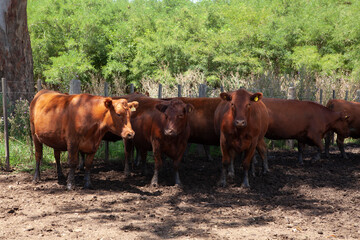 Naklejka na ściany i meble vacas marrones en el campo 