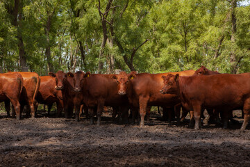 Obraz premium vacas marrones en el campo 
