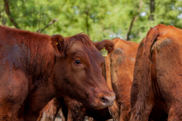 vacas marrones en el campo 