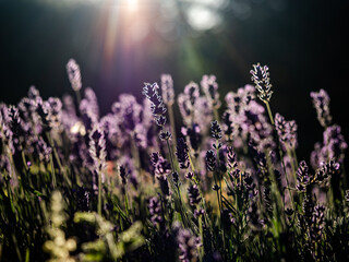 Naklejka premium Hummel und Lavendelblüten