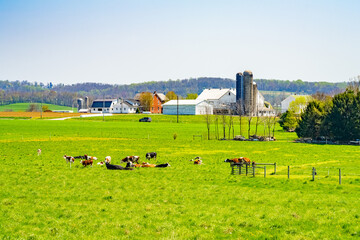 Amish country, grazing cows, farm, home and barn on field agriculture in Lancaster, Pennsylvania, PA US North America