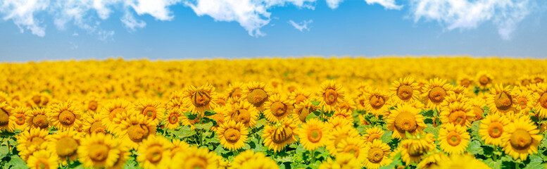 Flowering sunflowers in the agricultural field. Panoramic view of the plants.