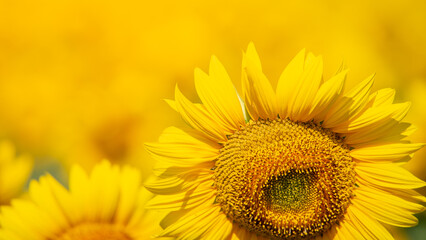The sunflowers bloomed in the summer sun. Soft-focus yellow background
