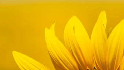 yellow background with sunflower petals
