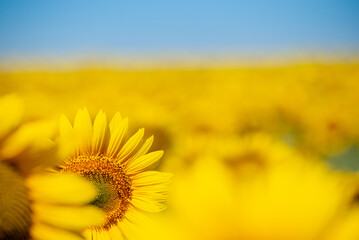 The sunflowers bloomed in the summer sun. Soft-focus yellow background