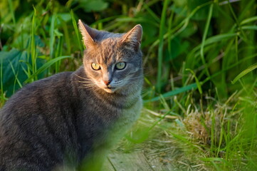 tabby cat hiding in the grass during golden hour