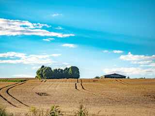 Getreideanbau im Sommer