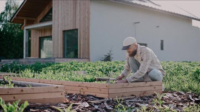 Man takes care of his young vegetable beds in the backyard on a sunny day. Homegrown vegetables, environmental protection. Man weeds his patches in a garden. High quality 4k footage
