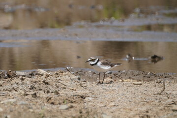 little ringed plover on a ground