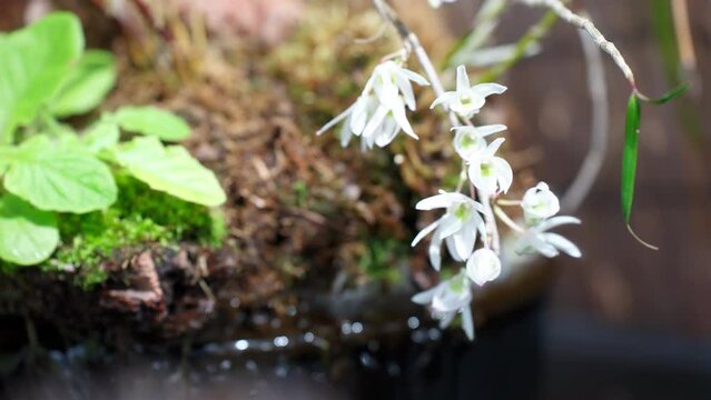 春に美しく開花する白花紫蘭