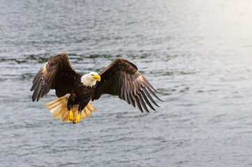 Bald eagle above the ocean surface.