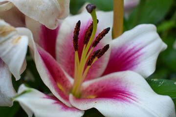 A Close up of a Madonna Lily 