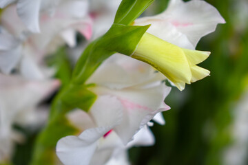 Obraz premium Budding White Hybrid Geranium Flower