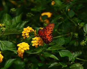 butterfly on flower