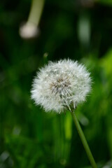 dandelion