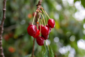 Close-Up of Red Wild Cherries on a Tree in Germany with Beautiful Bokeh