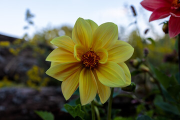 Closeup of Bright Yellow Dahlia Flower with Orange Center