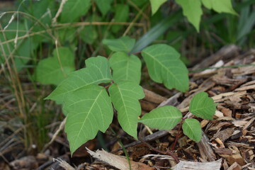 Poison Ivy Plant