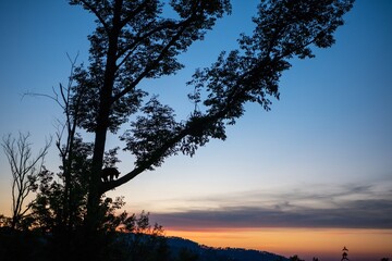 Fototapeta na wymiar Silhouette of black bear in the tree at sunset in Smokey Mountain