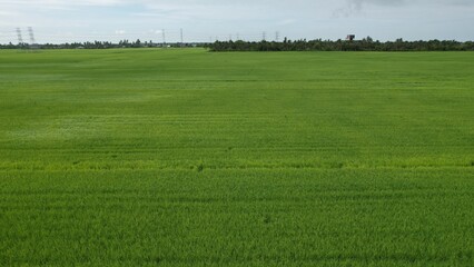 The Paddy Rice Fields of Kedah and Perlis, Malaysia