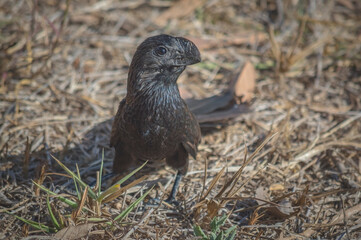 A black bird (Crotophaga ani) standing on dry grass