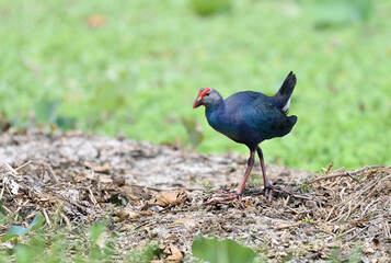 Obraz premium Bird (Purple Swamphen),Thailand