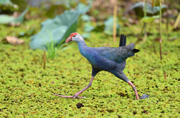 Bird (Purple Swamphen),Thailand