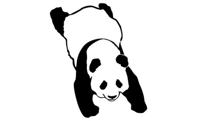 Adorable Panda vector