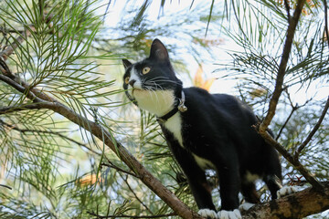 Funny black and white cat stuck in tree