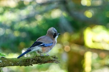 木陰でのんびりくつろぐカケス