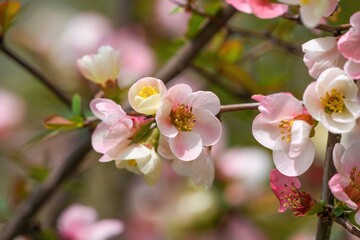 光を浴びて咲く満開の淡いピンクのボケの花