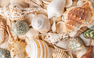 A variety of seashells and snails in a box, collected on a beach holiday.