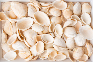 Identical seashells in a box, collected on holiday at the beach.