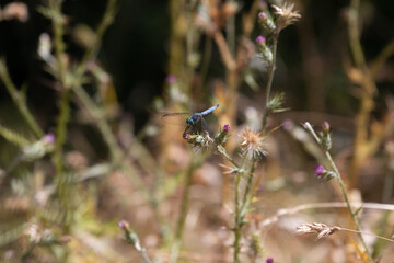 dragonfly resting on a flower