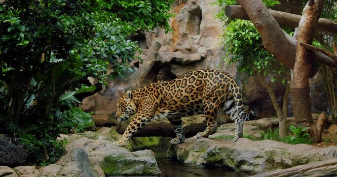 Wild adult jaguar walking moving along river. Sad predator in captivity.