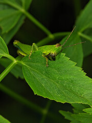 Closeup green grasshopper on a green leaf while eating the green leaf.
